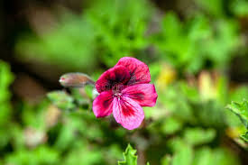 Image result for Geranium arabicum