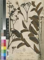 Image result for Cissus cornifolia