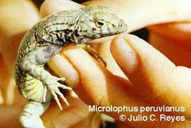 Image result for Microlophus peruvianus