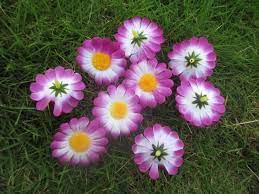 Warna bunga mawar tergantung pada spesiesnya, biasanya bunga terindah di dunia ini memiliki warna putih, merah muda/pink, kuning, orange, merah dan ada juga bunga mawar bunga mawar lebih baik ditempatkan di tempat yang terkena paparan sinar matahari agar dapat tumbuh dengan baik. 500 Pieces Bunga Sutra Rumah Naik Dan Putih Warna Bunga Matahari Kecil Dekorasi Pernikahan Bunga Wedding Decoration Flower Decorative Flowerssunflower Wedding Aliexpress