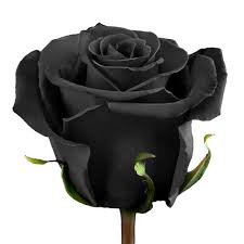 Maybe you would like to learn more about one of these? Black Rose At Rs 4850 Piece Shahpur Ahmedabad Id 18914190155