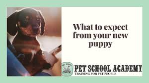 We did not find results for: What To Expect From Your New Puppy Pet School Academy Youtube