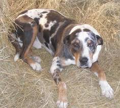 louisiana catahoula leopard dog breed information and pictures