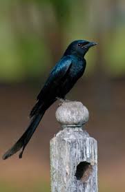 Common Birds Of The Southwest Pin On Sri Lanka