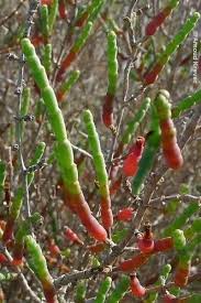 Image result for Sarcocornia