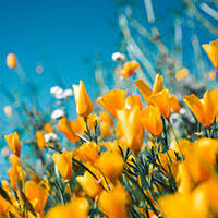 Charles K. Reott Obituary (1955