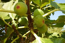 Pear trees are a good choice for tennessee. Fig Diseases And Pests Description Uses Propagation