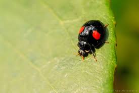 昆虫写真図鑑 ムシミル