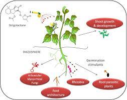 Plant hormone responsible for cell division. Role Of Strigolactones Signalling And Crosstalk With Other Phytohormones