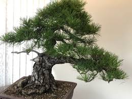 Bonsai trees are not genetically predetermined to grow small, as one might instinctively believe. Are Your Trees Back Budding John Hanby Bonsai
