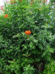 Check spelling or type a new query. Cape Honeysuckle Bush Blossom Bloom Red Evergreen Bush Plant Kapbignonie Tecoma Capensis Tecomaria Capensis Bignoniaceae Pikist