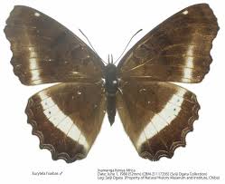Image result for Tragiella natalensis