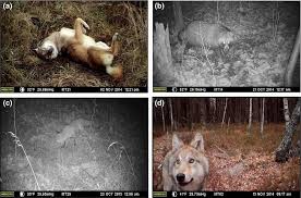 Le court reportage de timothy mousseau, un biologiste, montre à quel point la faune et la flore ont souffert d'être en contact avec la radioactivité. 30 Ans Apres Tchernobyl Les Carnivores Se Portent Bien