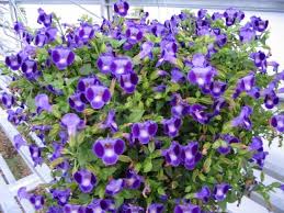 Pin On Hanging Baskets