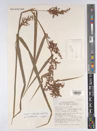 Image result for Scleria tessellata