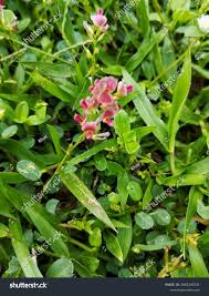 Image result for Alysicarpus