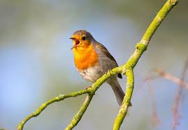 Birds In My Area Now Pin On Friday Fun