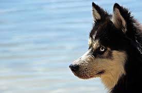 We provide advertising for dog breeders, puppy sellers, and other pet lovers offering dogs and puppies for sale. Ausky Australian Cattle Dog Husky Mix Info Pictures Facts Doggie Designer