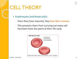 Check spelling or type a new query. Introduction To Cells Topic 1 1 Ib Biology Miss Werba Ppt Download