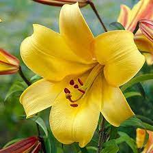 Check spelling or type a new query. Top 25 Most Beautiful Lilies