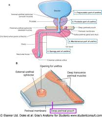 Superficial transverse perineal muscle) in the female is a narrow muscular slip, which arises by a small tendon from the inner and forepart of the tuberosity of the ischium, and is inserted into the central tendinous point of the. An2 16 Perineum Flashcards Chegg Com