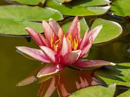 Check spelling or type a new query. Water Lilies Meaning And Symbolism In Different Cultures Religions Florgeous