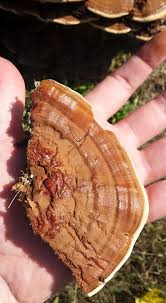 Image result for Polyporus pendulus