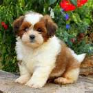Lhasa Apso Dogs and Puppies for sale in the UK | Pets4Homes