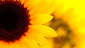 sunflowers wallpaper 61 images