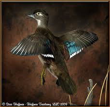 Wood Duck Hen Wood Ducks Taxidermy Duck