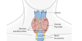 Plac� sous la responsabilit� de la directrice des services techniques, le charg� d'op�rations a pour missions : Thyroide Les Chirurgiens Au Defi De La Precision Sciences Et Avenir