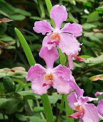 Vanda Miss Joaquim Vanda Orchids Orchid Flower Orchids