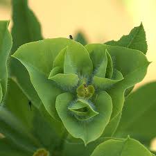 Image result for Mostuea hirsuta