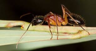 They will carry the cornmeal back to their nest where they will feast on it. How To Get Rid Of Ants In The Home Garden Pestkilled