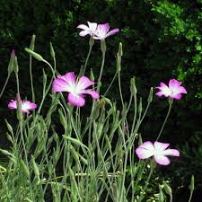 Image result for Agrostemma githago