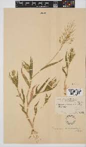 Image result for Panicum pilgerianum