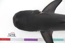 Image result for Leucas princei