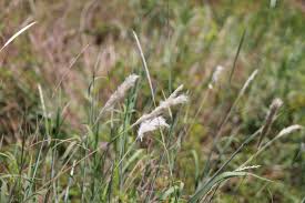 Image result for Bothriochloa