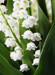 Bouquet de muguet gratuit avec text : Carte Brin De Muguet Envoyer Une Vraie Carte 1er Mai Des 0 99 Merci Facteur