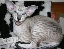 The minskin is a breed of cat derived from crossing the munchkin with the sphynx. Life Span Of Minskin