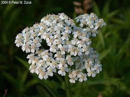 Achillea Millefolium Common Yarrow Minnesota Wildflowers Wild Flowers Cacti And Succulents Achillea Millefolium