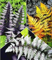 Mein Schoner Garten Sommerliebe Stauden Kollektion 20 Pflanzen Gunstig Online Kaufen Mein Schoner Garten Sho Japanische Pflanzen Winterharte Stauden Stauden