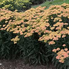 Full sun means 6 or more hours per day, while part sun is about half that. Photo Essay Extremely Drought Tolerant Perennials Perennial Resource