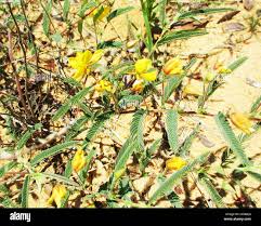 Image result for Chamaecrista comosa