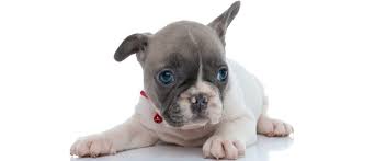French bulldog love to play with chihuahua and other small unfortunately we cannot let them go to the new home at this age, because they need to be full vaccinated for parvo. French Bulldog Growth Chart When Do French Bulldogs Stop Growing