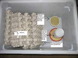 Wet your sponge, squeeze it out a bit, so that it's not dripping. Raising And Breeding Crickets