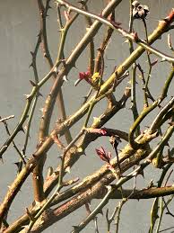 Image result for site:byggahus.se klippa