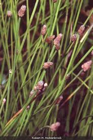 Image result for Eleocharis retroflexa