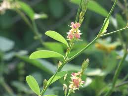 Image result for Alysicarpus glumaceus