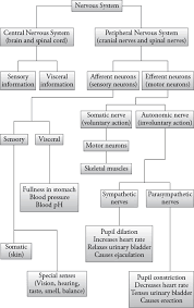 Nervous System Organization